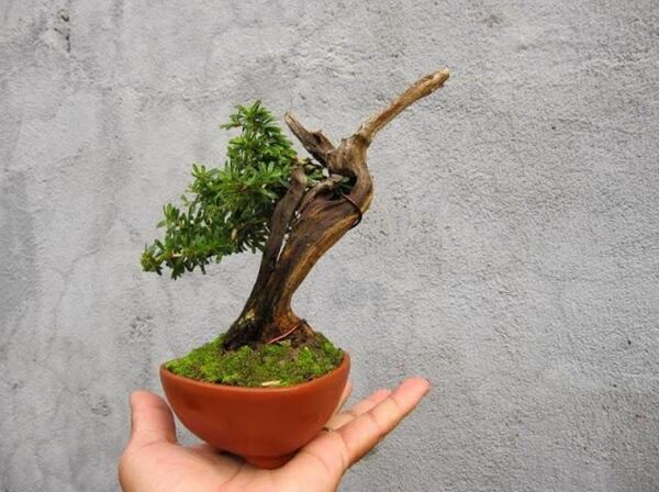 Chậu lũa bonsai mini