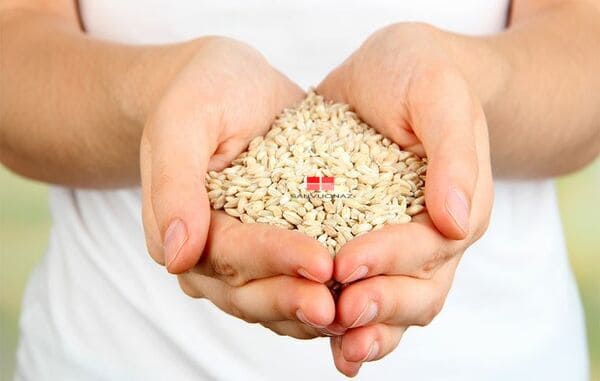 Phơi khô hạt giống giúp hạt tránh khỏi ẩm, mốc, sâu bệnh